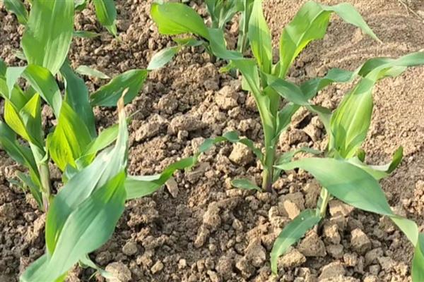 玉米水涝后的补救方法,采取以下4个措施有助于恢复生长