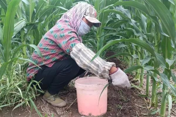 玉米水涝后的补救方法,采取以下4个措施有助于恢复生长