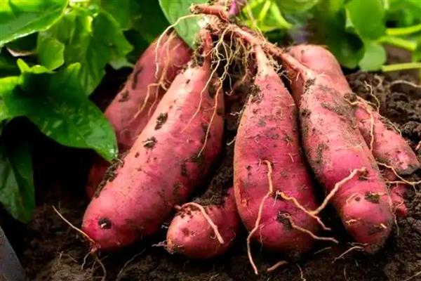 玉米水涝后的补救方法,采取以下4个措施有助于恢复生长