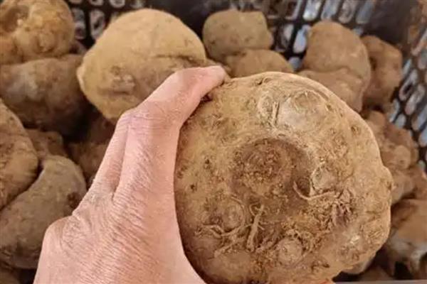 玉米水涝后的补救方法,采取以下4个措施有助于恢复生长