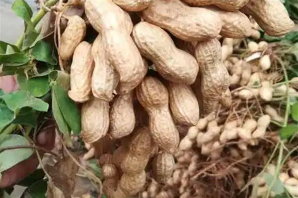 玉米水涝后的补救方法,采取以下4个措施有助于恢复生长