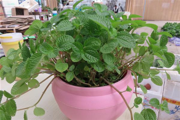 吸毒草有没有毒，是没有毒的