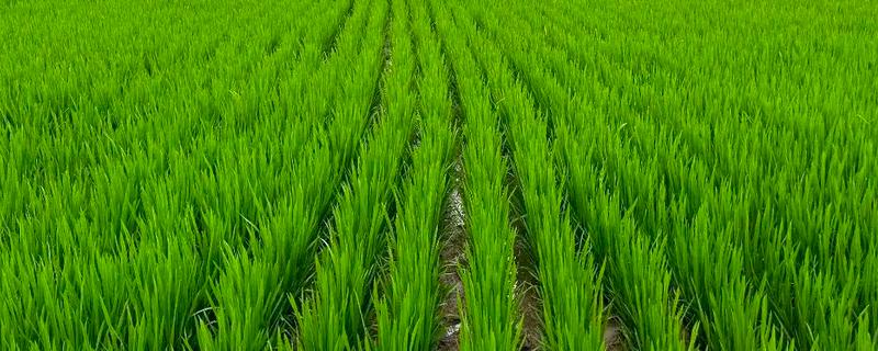 水稻施穗肥的最佳时期，可用扒穗的方式来确定