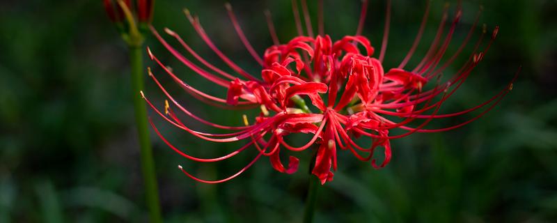 石蒜和彼岸花有什么区别,二者没有区别