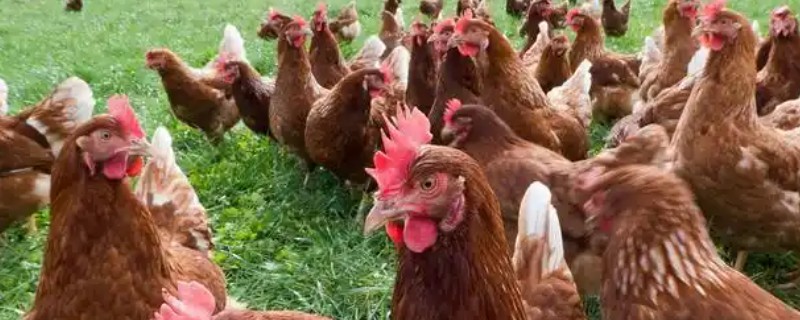 鸡下巴垂着的那块是什么，叫肉裙或肉裾