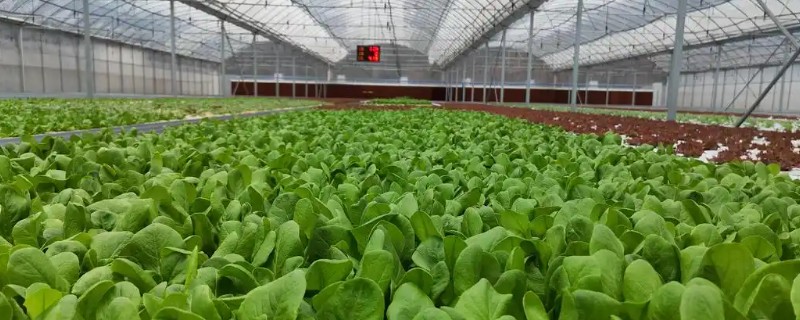 小雪后定植的蔬菜如何缓苗,定植前应闭棚提温暖地