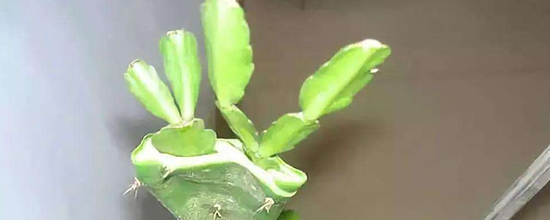 蟹爪兰如何嫁接到仙人掌上，要挑选生长健壮且无病虫的仙人掌