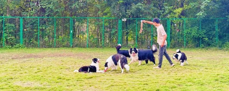 狗狗寄养事项，一定要补打相关疫苗