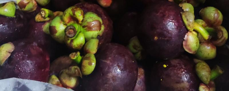 山竹的寓意，寓意真心喜欢