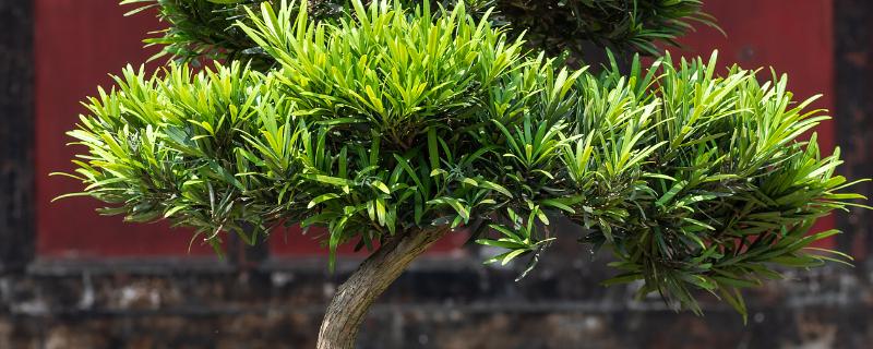 罗汉松如何繁殖，可扦插繁殖、播种繁殖、压条繁殖等。