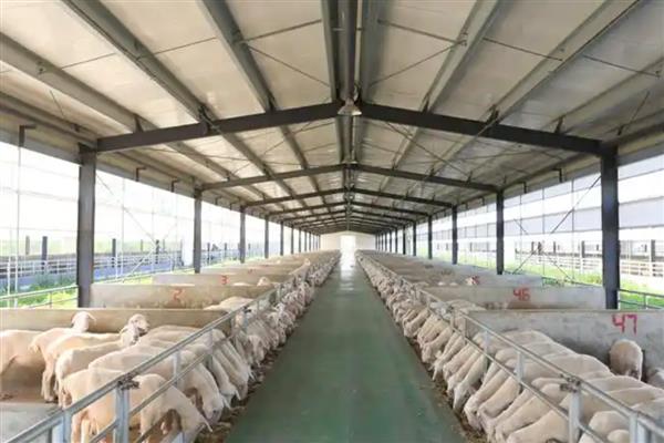 养羊的技术，需要搭建空间较大的羊舍