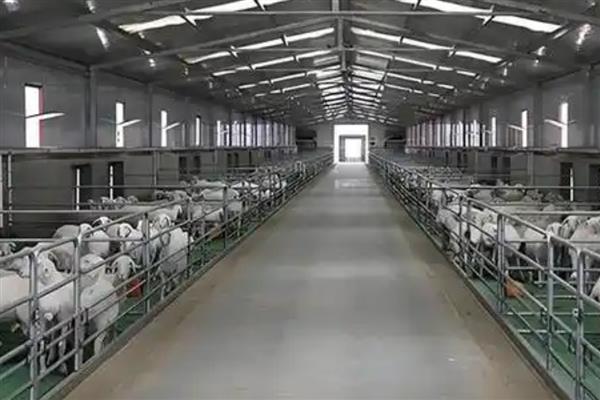 养羊的技术，需要搭建空间较大的羊舍