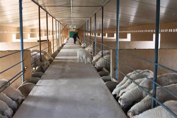 养羊的技术，需要搭建空间较大的羊舍