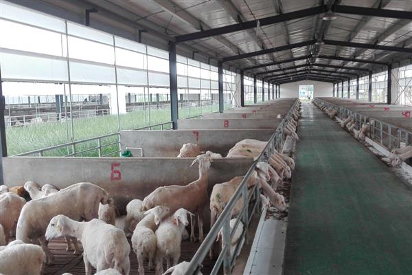 养羊的技术，需要搭建空间较大的羊舍