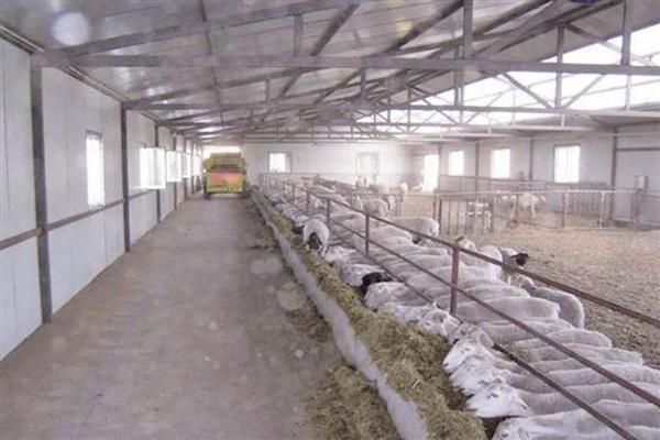 养羊的技术，需要搭建空间较大的羊舍