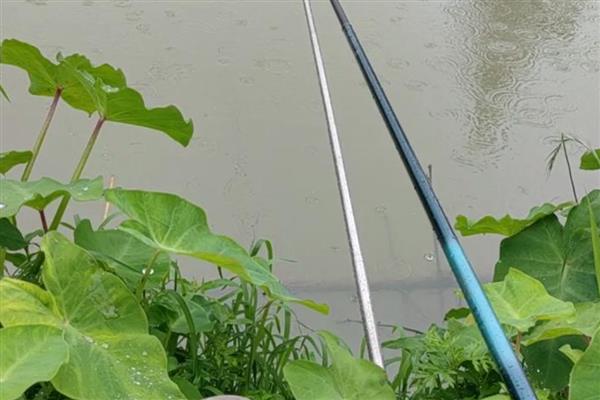 为什么传统钓的人不多了，因为诱鱼能力不强