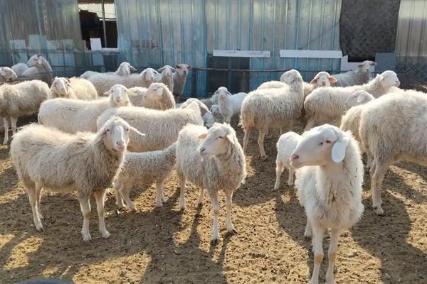 养羊的技术，需要搭建空间较大的羊舍