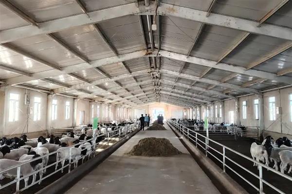 养羊的技术，需要搭建空间较大的羊舍