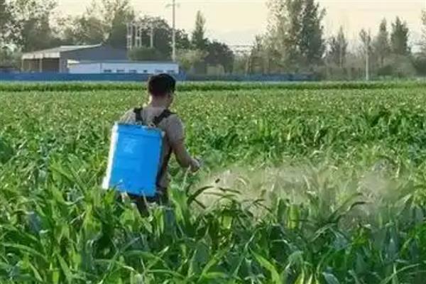 喷药穿化纤衣服易中毒吗，容易引起农药中毒