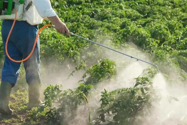 喷药穿化纤衣服易中毒吗，容易引起农药中毒