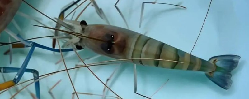 沼虾要不要去虾线，食用前通常要去虾线