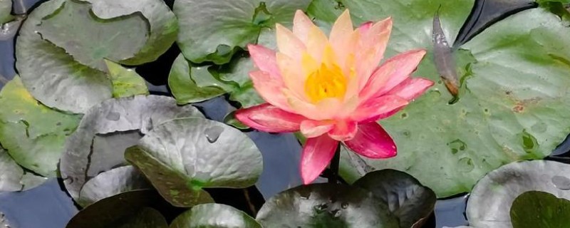 睡莲的开花时间，在5-8月陆续开花