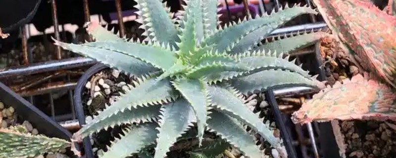 什么花能放在卧室,推荐芦荟、仙人掌等