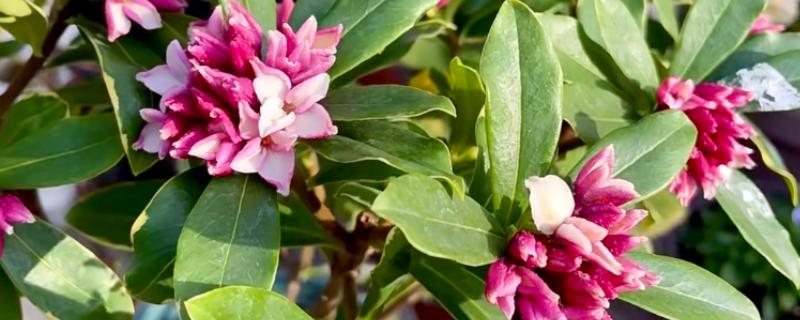 瑞香在外面能过冬吗,不可在外面过冬