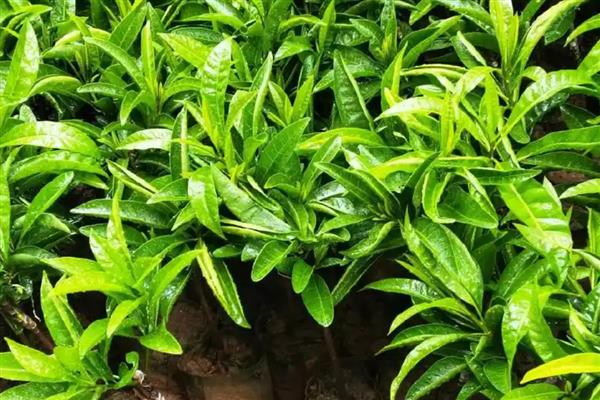 蛋黄果苗几年结果,出苗到挂果需3-4年