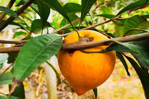 蛋黄果苗几年结果,出苗到挂果需3-4年