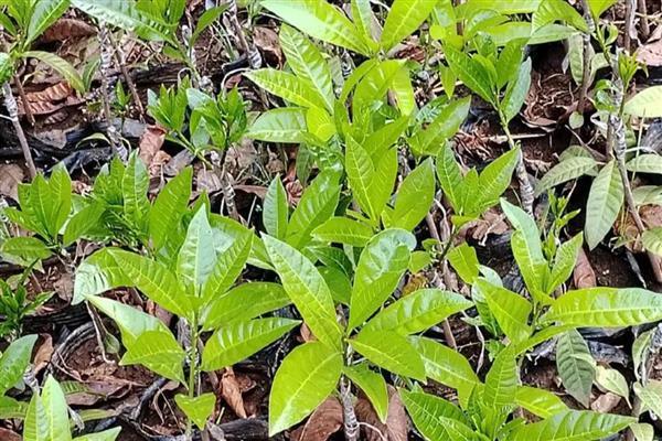 蛋黄果苗几年结果,出苗到挂果需3-4年