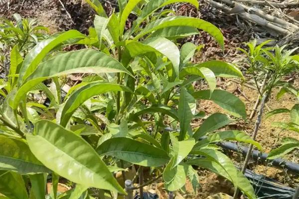 蛋黄果苗几年结果,出苗到挂果需3-4年