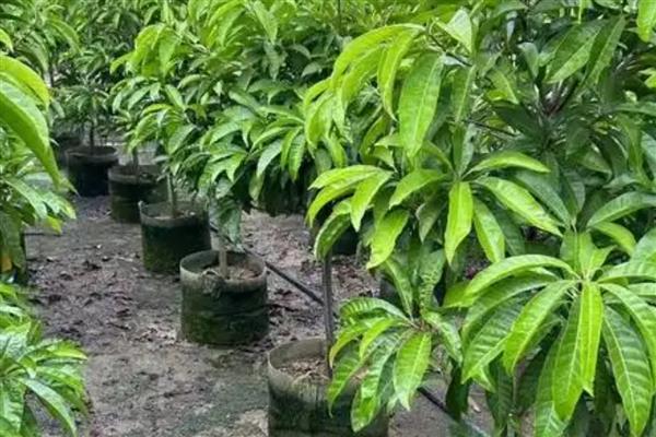 蛋黄果苗几年结果,出苗到挂果需3-4年