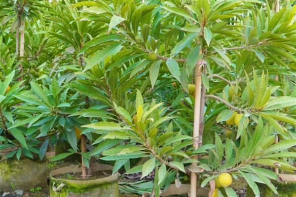 蛋黄果苗几年结果,出苗到挂果需3-4年