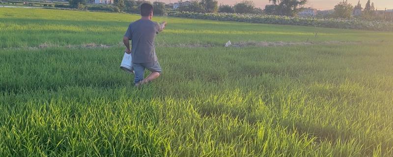 种水稻施什么肥,分蘖肥在移栽或插秧后半个月时施用