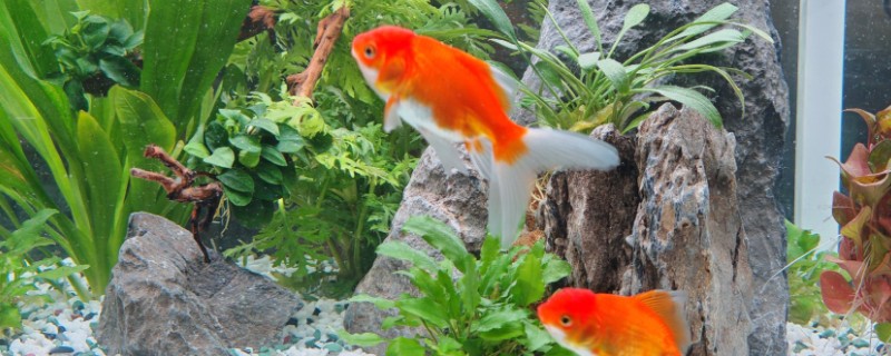 鱼缸为什么会长褐藻，说明水体比较肥