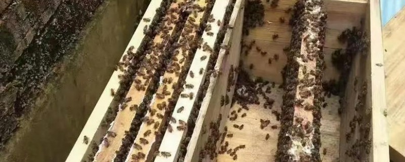 蜂群秋季怎么管理，要及时更换蜂王