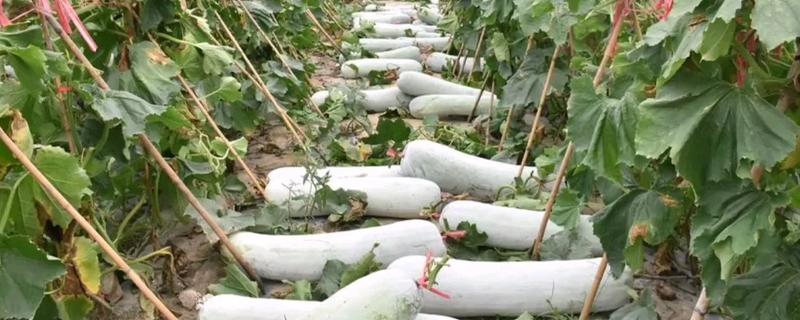 冬瓜沤根的症状，严重时会成片干枯