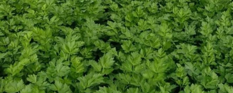 药芹的种植技术，通常选择在春秋两季