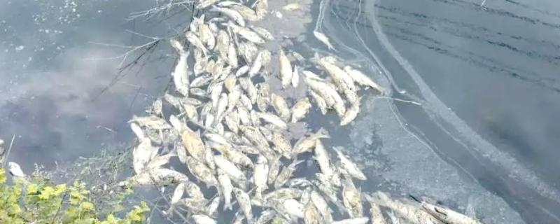 鱼塘下雨后死鱼的原因，可能是水体恶化所致