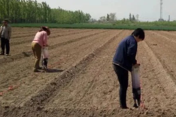 玉米出现乌米怎么办，选用含有三唑类的种衣剂
