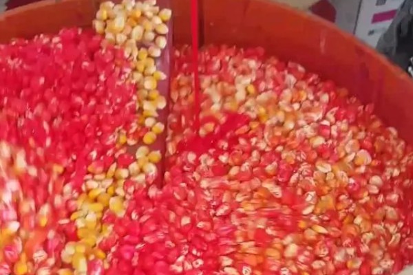 玉米出现乌米怎么办，选用含有三唑类的种衣剂