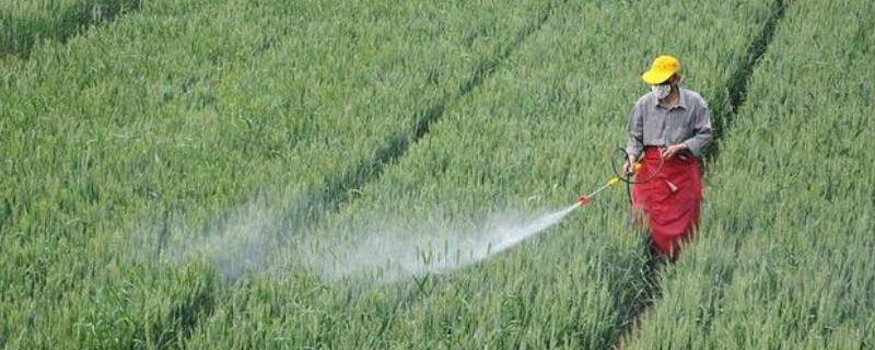 喷药穿化纤衣服易中毒吗，容易引起农药中毒