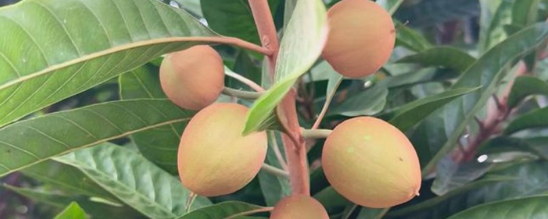 蛋黄果苗几年结果,出苗到挂果需3-4年