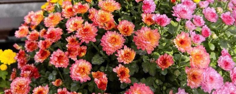 千头菊的浇水方法,春季秋季节可以在上午浇水