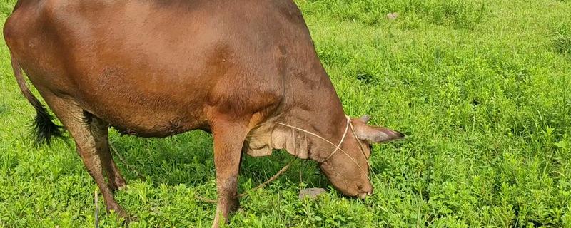 牛为什么不能吃苜蓿，会容易引起瘤胃臌气
