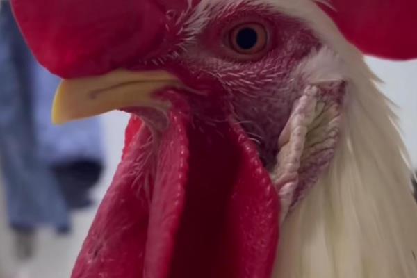 鸡下巴垂着的那块是什么，叫肉裙或肉裾