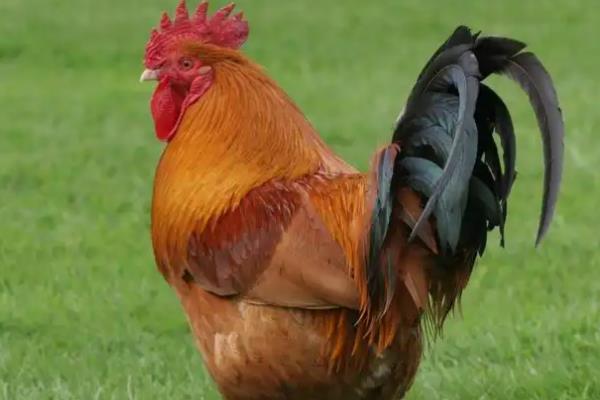 鸡下巴垂着的那块是什么，叫肉裙或肉裾