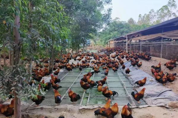 鸡下巴垂着的那块是什么，叫肉裙或肉裾