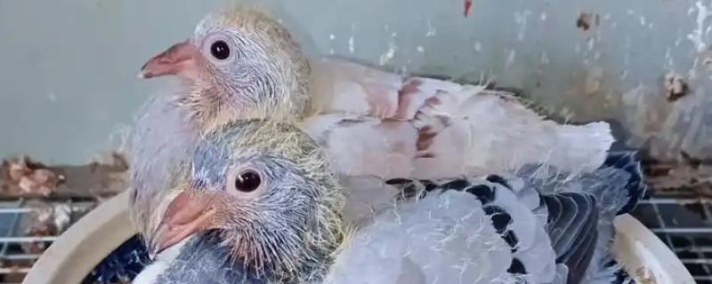 幼鸽能喂甲硝唑吗，感染毛滴虫病时可以喂